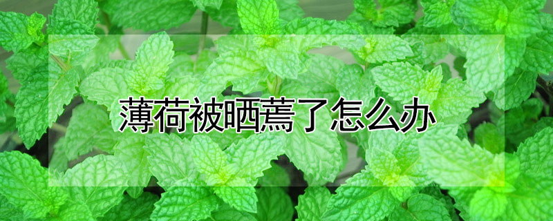 薄荷被曬蔫了怎麼辦