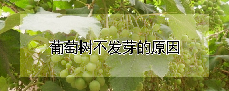 葡萄樹不發芽的原因