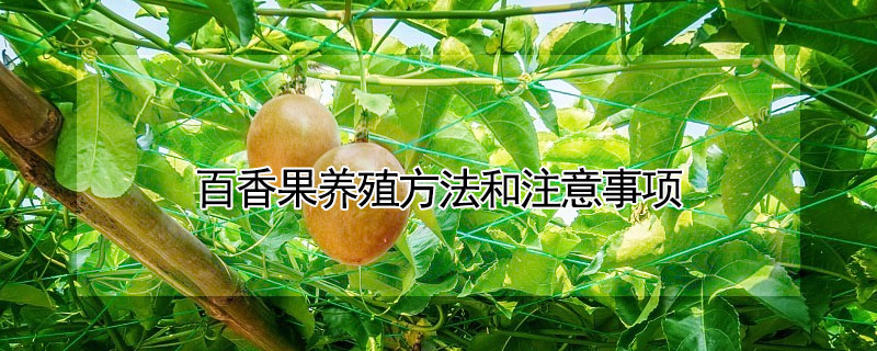 百香果養殖方法和注意事項