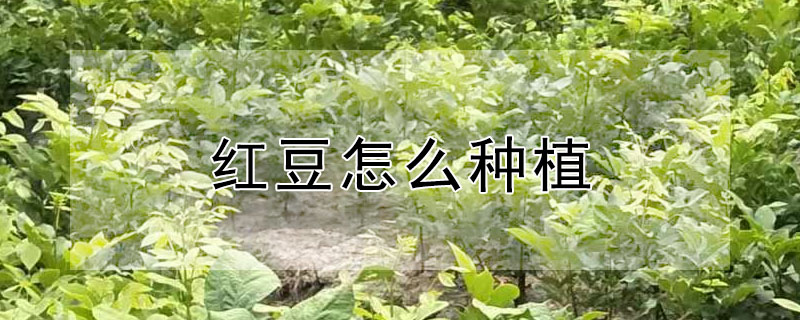 紅豆怎麼種植