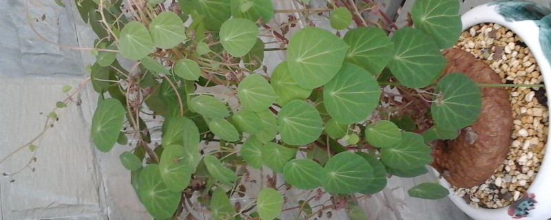 山烏龜怎麼養