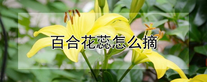 百合花蕊怎麼摘