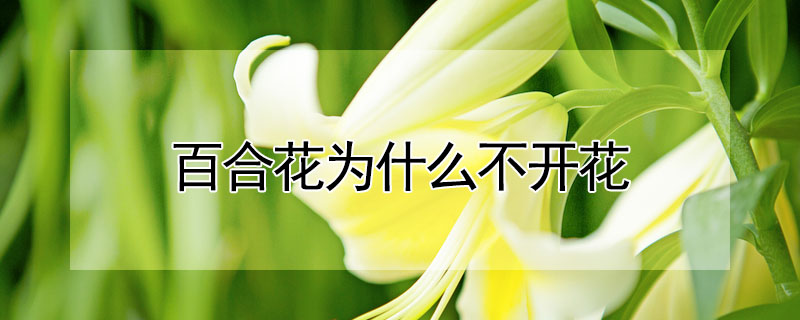 百合花為什麼不開花