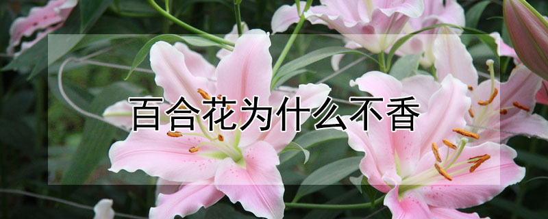 百合花為什麼不香