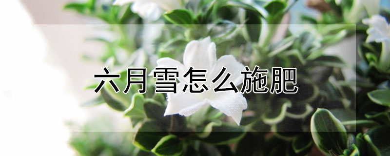 六月雪怎麼施肥