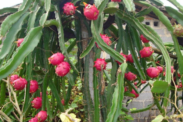 火龍果不開花結果怎麼辦