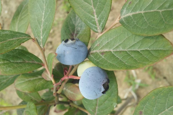 藍莓葉子發黃是什麼原因