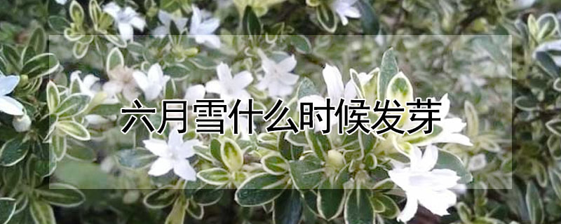 六月雪什麼時候發芽