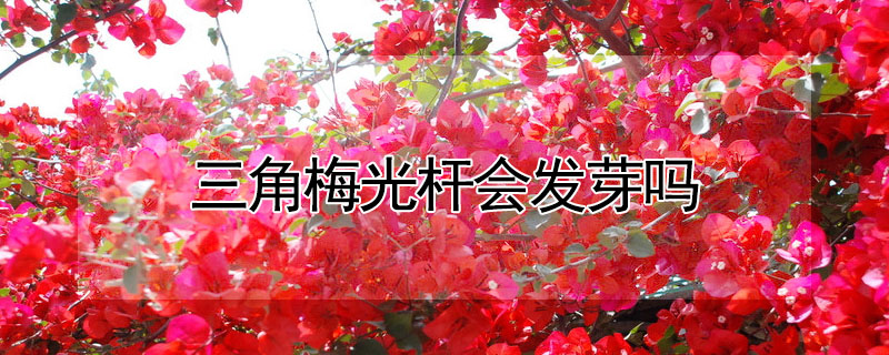 三角梅光杆會發芽嗎