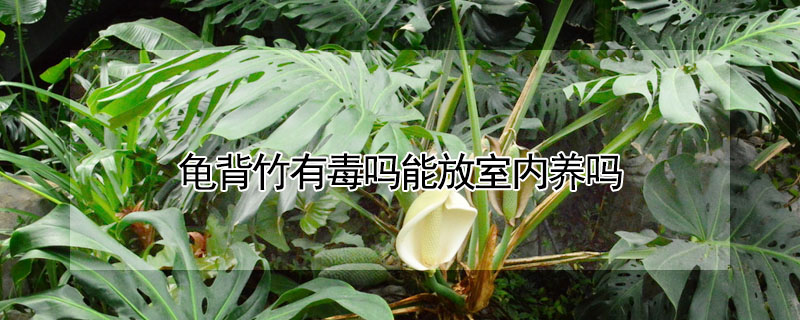 龜背竹有毒嗎能放室內養嗎