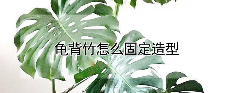 龜背竹怎麼固定造型