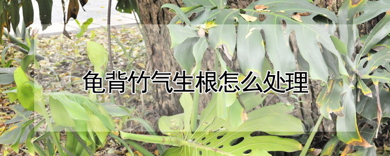 龜背竹氣生根怎麼處理