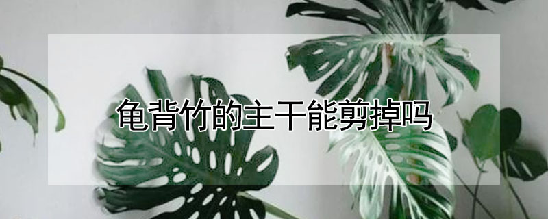 龜背竹的主幹能剪掉嗎