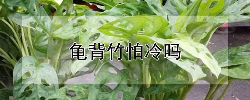 龜背竹怕冷嗎