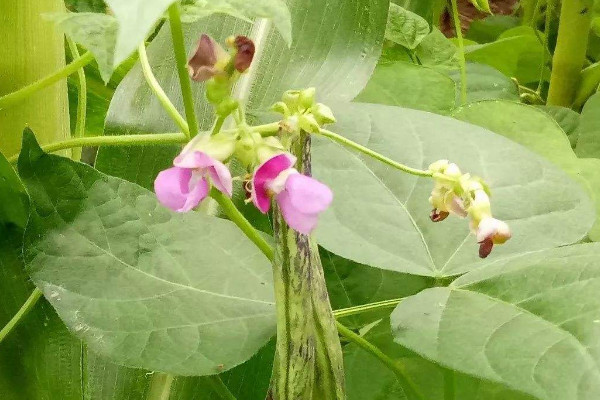 豆角開花期能澆水嗎