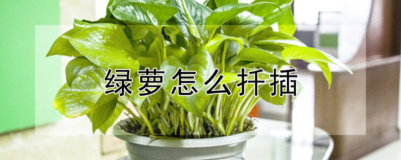 綠蘿怎麼扡插