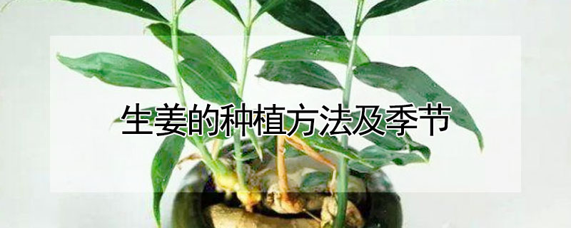 生薑的種植方法及季節