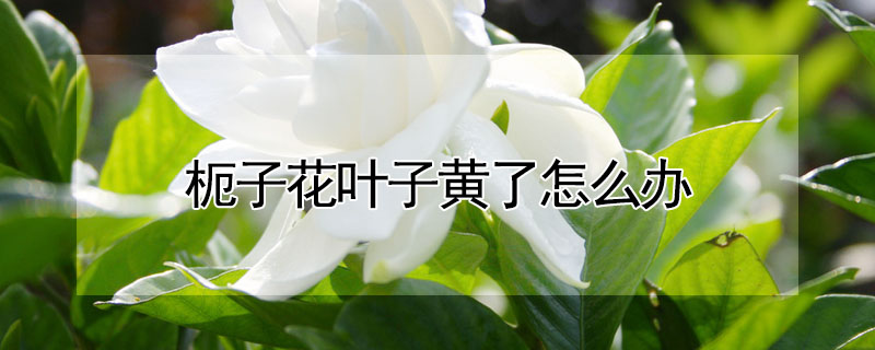 枙子花葉子黃了怎麼辦