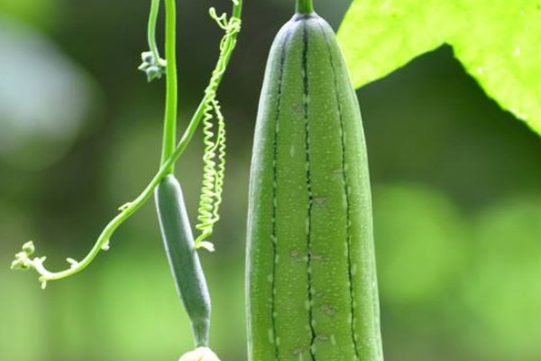 五月份適合種什麼蔬菜