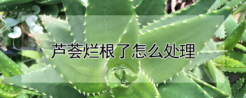 蘆薈爛根了怎麼處理