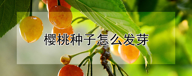 櫻桃種子怎麼發芽