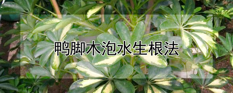 鴨腳木泡水生根法