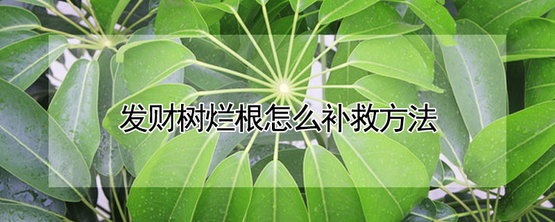 發財樹爛根怎麼補救方法