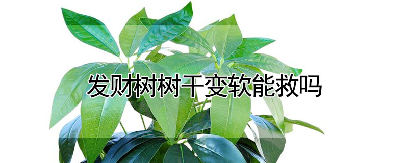 發財樹樹幹變軟能救嗎