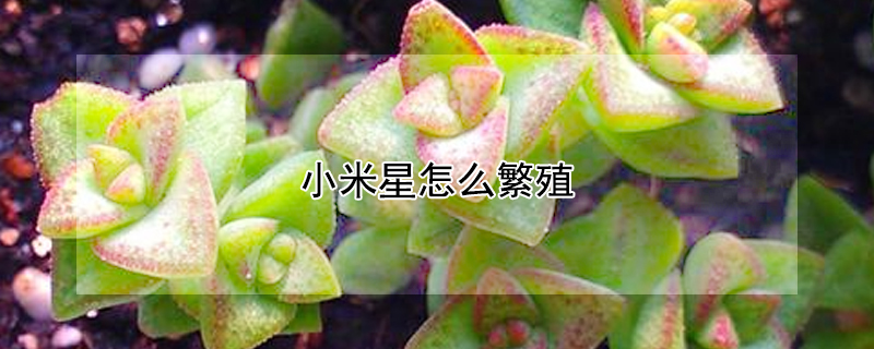 小米星怎麼繁殖