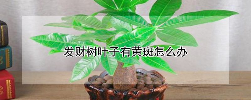 發財樹葉子有黃斑怎麼辦