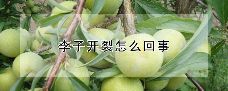 李子開裂怎麼回事