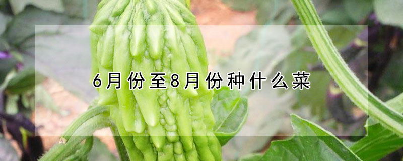 6月份至8月份種什麼菜