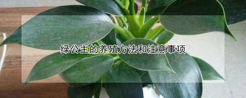 綠公主的養殖方法和注意事項