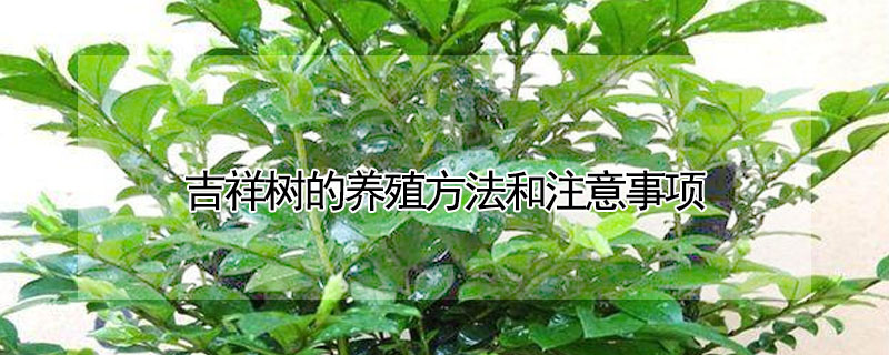 吉祥樹的養殖方法和注意事項