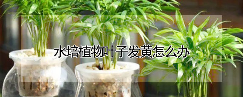 水培植物葉子發黃怎麼辦