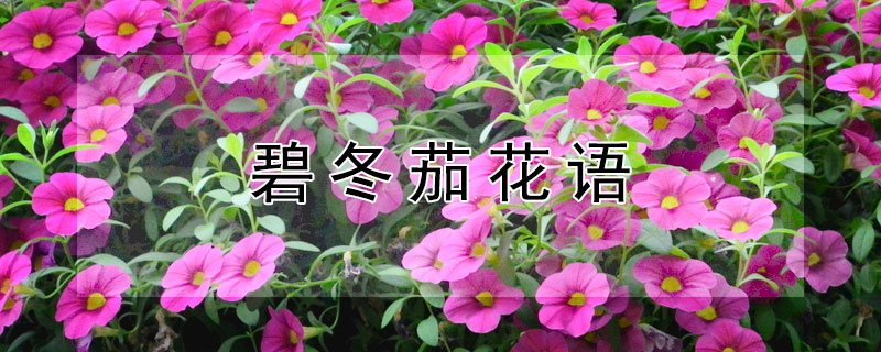 碧冬茄花語