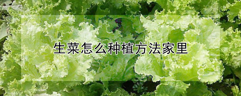 生菜怎麼種植方法家裏