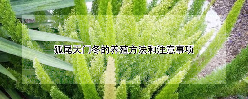 狐尾天門冬的養殖方法和注意事項