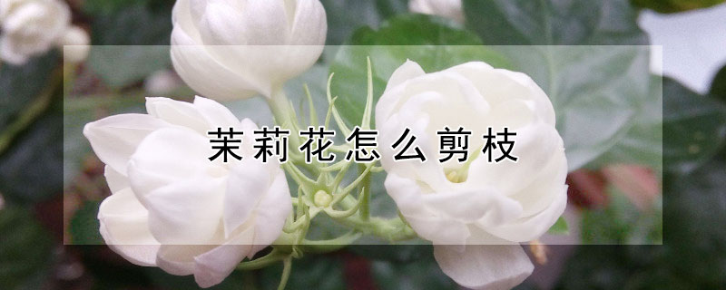 茉莉花怎麼剪枝