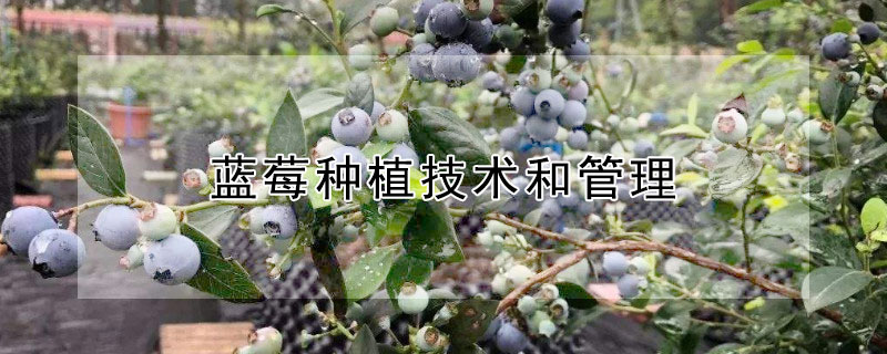 藍莓種植技術和管理