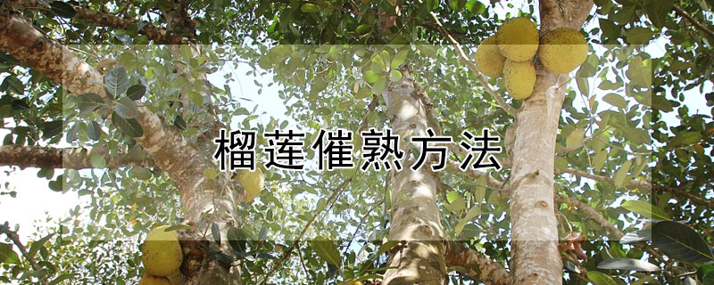 榴蓮催熟方法