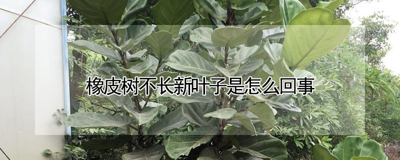 橡皮樹不長新葉子是怎麼回事