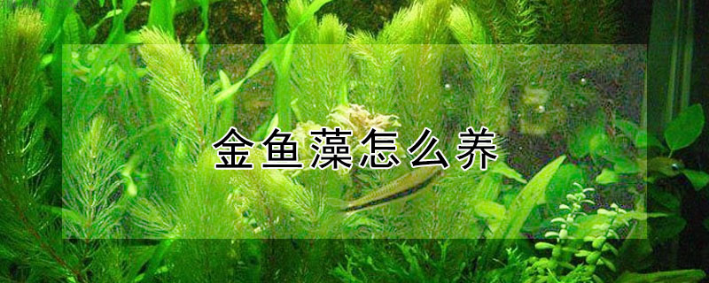 金魚藻怎麼養 發財農業網