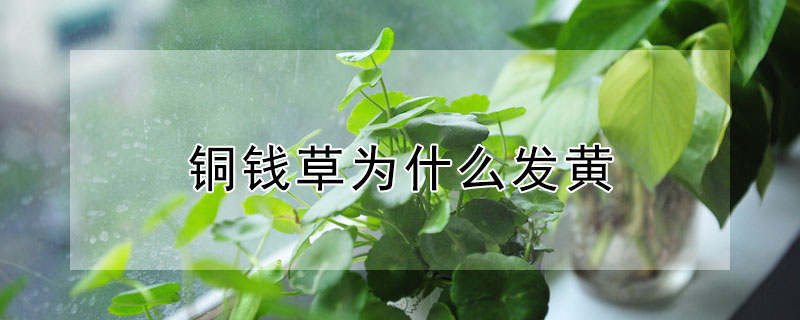 銅錢草為什麼發黃