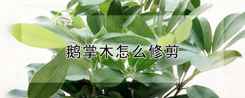 鵝掌木怎麼修剪