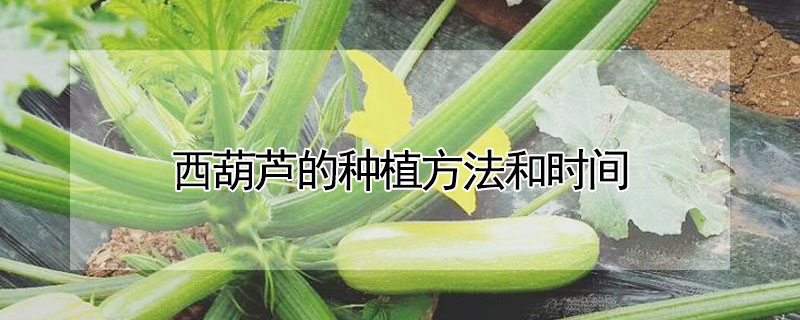 西葫蘆的種植方法和時間