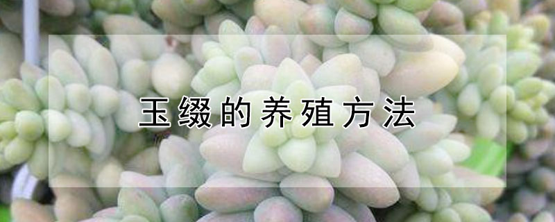 玉綴的養殖方法