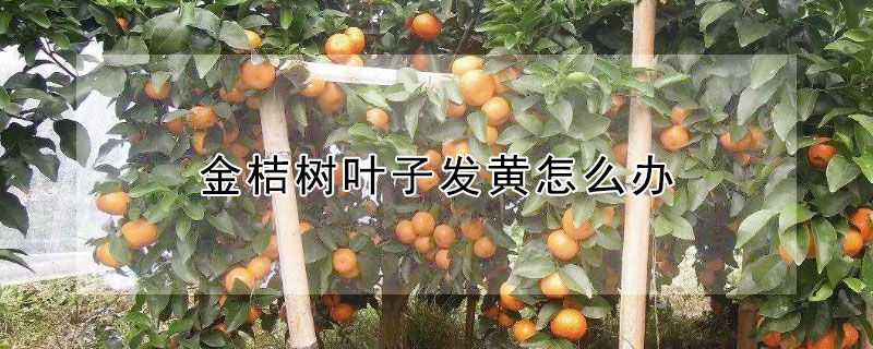 金桔樹葉子發黃怎麼辦