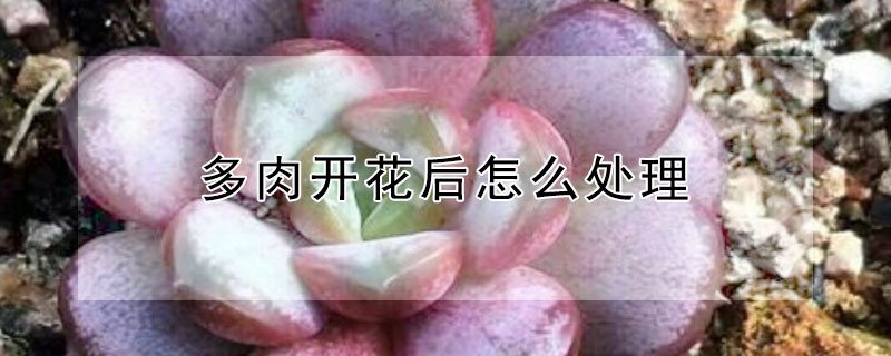 多肉開花後怎麼處理