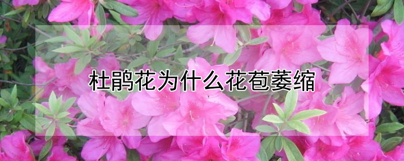 杜鵑花為什麼花苞萎縮